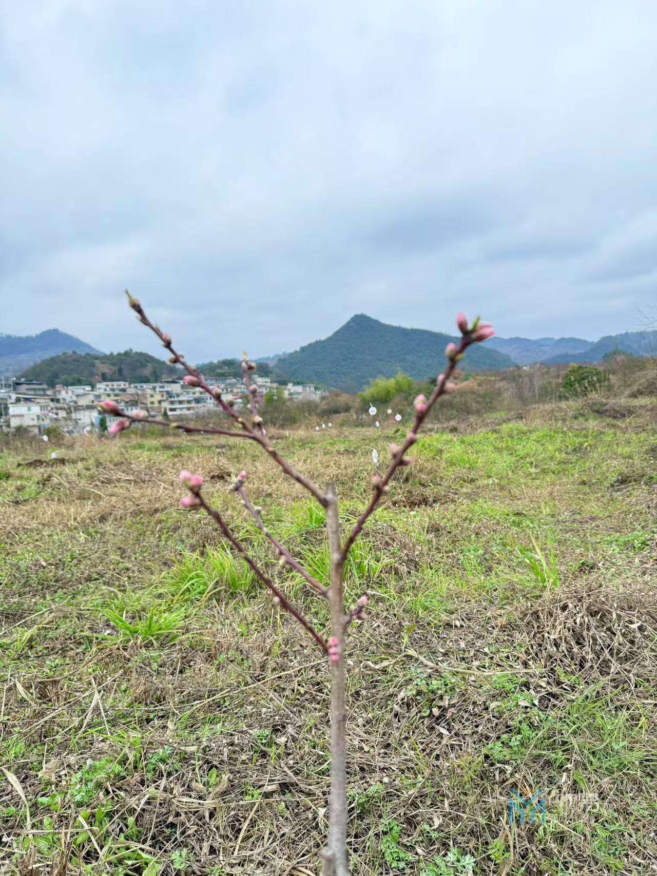 贵州两山投资公司2025植树节活动 (图4)