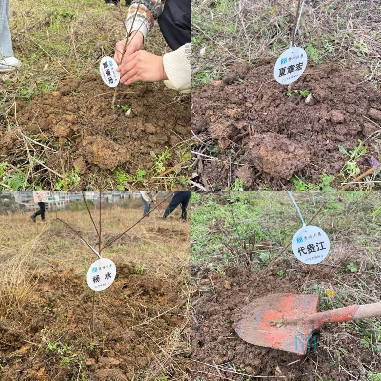 贵州两山投资公司2025植树节活动 (图3)