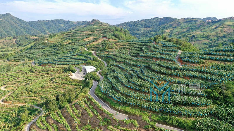 册亨县“十四五”现代山地高效特色农业发展规划(图2)